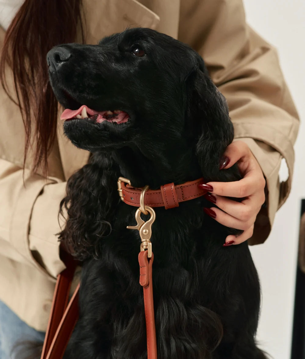 Hundkoppel Vegansk Läderrem CAFIDE